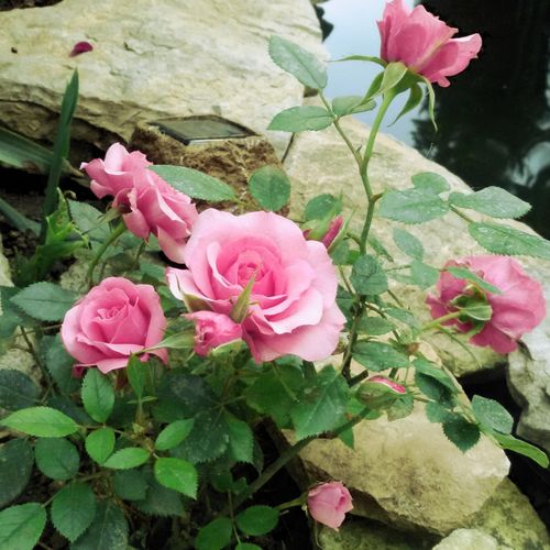 Shop - Rosa Moana™ - rosa - zwergrosen - diskret duftend - Samuel Darragh McGredy IV. - Gute Deckpflanze, geeignet als Randdekoration, üppig, gruppenweise blühend.